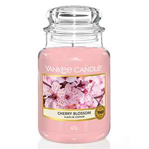 Cherry Blossoms